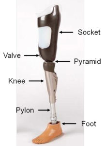 Parts of a Lower Limb Prosthesis - Prosthetic & Orthotic Associates